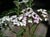 Achillea millefolium  - Pink & White Yarrow