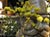 Eriogonum nudum  - Yellow Flowered Buckwheat