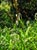 Carex obnupta  - Slough Sedge
