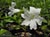 Mimulus  - Ivory White Monkeyflower