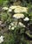 Achillea millefolium  - White Yarrow