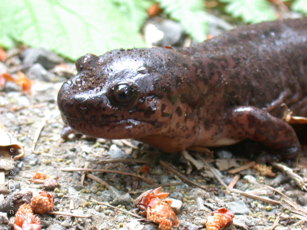 Pacific Giant Salamander Sighting: Yerba Buena Nursery, Specializing in ...