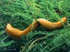 Banana slug on Achillea