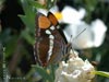 California Sister Butterfly on Romneya coulteri