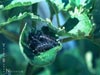 Caterpillars on Scrophularia californica