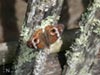 Common Buckeye Buttefly (female)