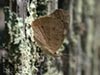 Common Buckeye Buttefly (female)