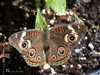 Common Buckeye Butterfly (male)