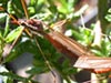 Crane Flies (mating)