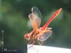 Red Dragonfly