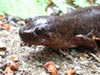 Pacific Giant Salamander