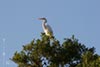 Great Egret in Oak Tree