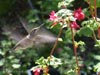 Jouvenile Anna's Hummingbird