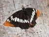 Lorquin's Admiral Butterfly