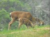 Mother Deer and Her Two Babies