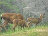 Mother Deer and Her Two Babies