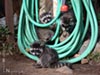 Baby Raccoons with Hose