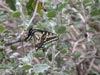 Swallowtail Butterfly