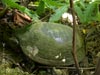 Western Pond Turtle