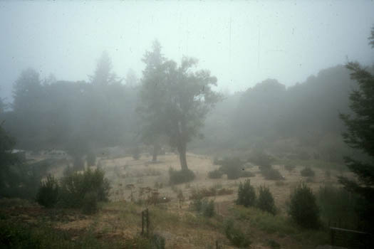 Just a foggy morning. Note how sparsely planted the garden was then. From the hill to the west of the pond, looking at the bay laurel.