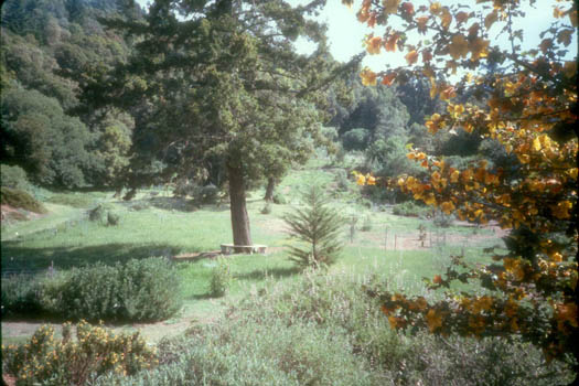 Looking up at the garden from the Salvia area. The large doug fir in the foreground later fell in 1995.