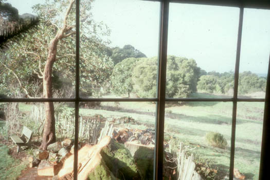 From the corner window of the Great Room. There was a large oak tree that was at the corner of the house. It fell one early morning. I was up checking the water tank and ran down. It missed the corner of the house by inches so far as I could tell and landed all over the cutting flower garden and clothes line area. Very fortunate not to have been later in the day. Lou Bordi felled the remaining half and I limbed and bucked up everything. These are the stumps (there were two main trunks.)