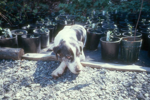 Shep, Gerda's nursery dog. He kept the deer away every night. He would follow me during the day in the demonstration garden. This is at the bottom of the ceanothus area.