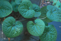 Asarum caudatum - Wild Ginger