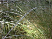 Muhlenbergia rigens - Deer Grass