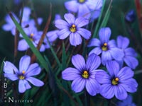 Sisyrinchium bellum - Blue-Eyed-Grass