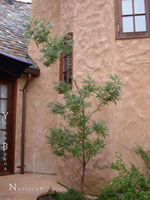 Lyonothamnus floribundus asplenifolius - Fernleaf Catalina Ironwood