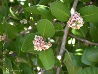 Rhus integrifolia - Lemonade Berry