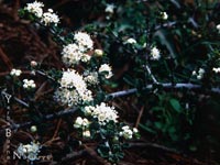 Ceanothus cuneatus rigidus 'Snowball' - Wild Lilac