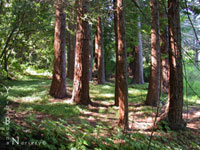 Sequoia sempervirens - Redwood