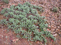 Salvia sonomensis - Creeping Sage