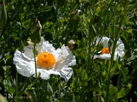 Romneya coulteri - Matilija Poppy