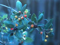 Rhamnus californica - Coffeeberry