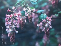 Ribes sanguineum glutinosum - Pink Flowering Currant