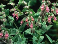 Lepechinia fragrans - Island Pitcher Sage