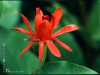 Calycanthus occidentalis - Spice Bush