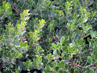 Arctostaphylos 'Emerald Carpet' - 'Emerald Carpet' Manzanita