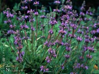 Salvia 'Dara's Choice' - Dara's Choice Hybrid Sage