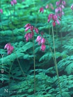 Dicentra formosa - Western Bleeding Heart