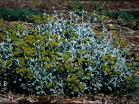 Eriogonum crocatum - Saffron Buckwheat