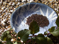 Satureja douglasii - Yerba Buena