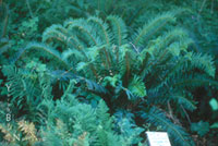 Polystichum munitum - Western Sword Fern