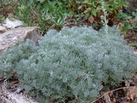 Artemisia pycnocephala 'David's Choice' - Sand Hill Sage