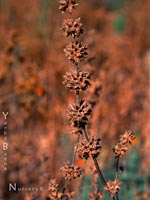 Salvia spathacea - Hummingbird Sage