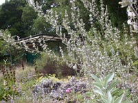 Salvia apiana - White Sage