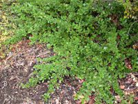 Ceanothus gloriosus 'Anchor Bay' - Point Reyes Ceanothus